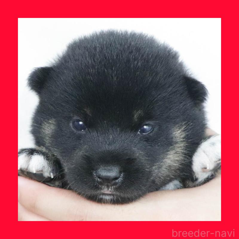 販売中の愛知県の柴犬-406306の1枚目